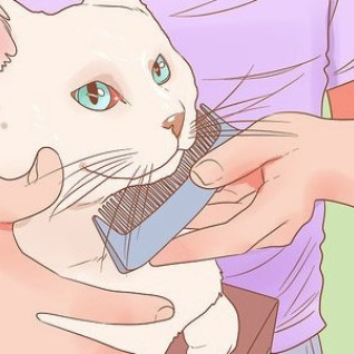 Brush Cat img